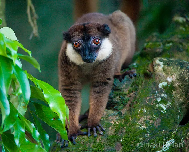 White-collared Lemur on a branch