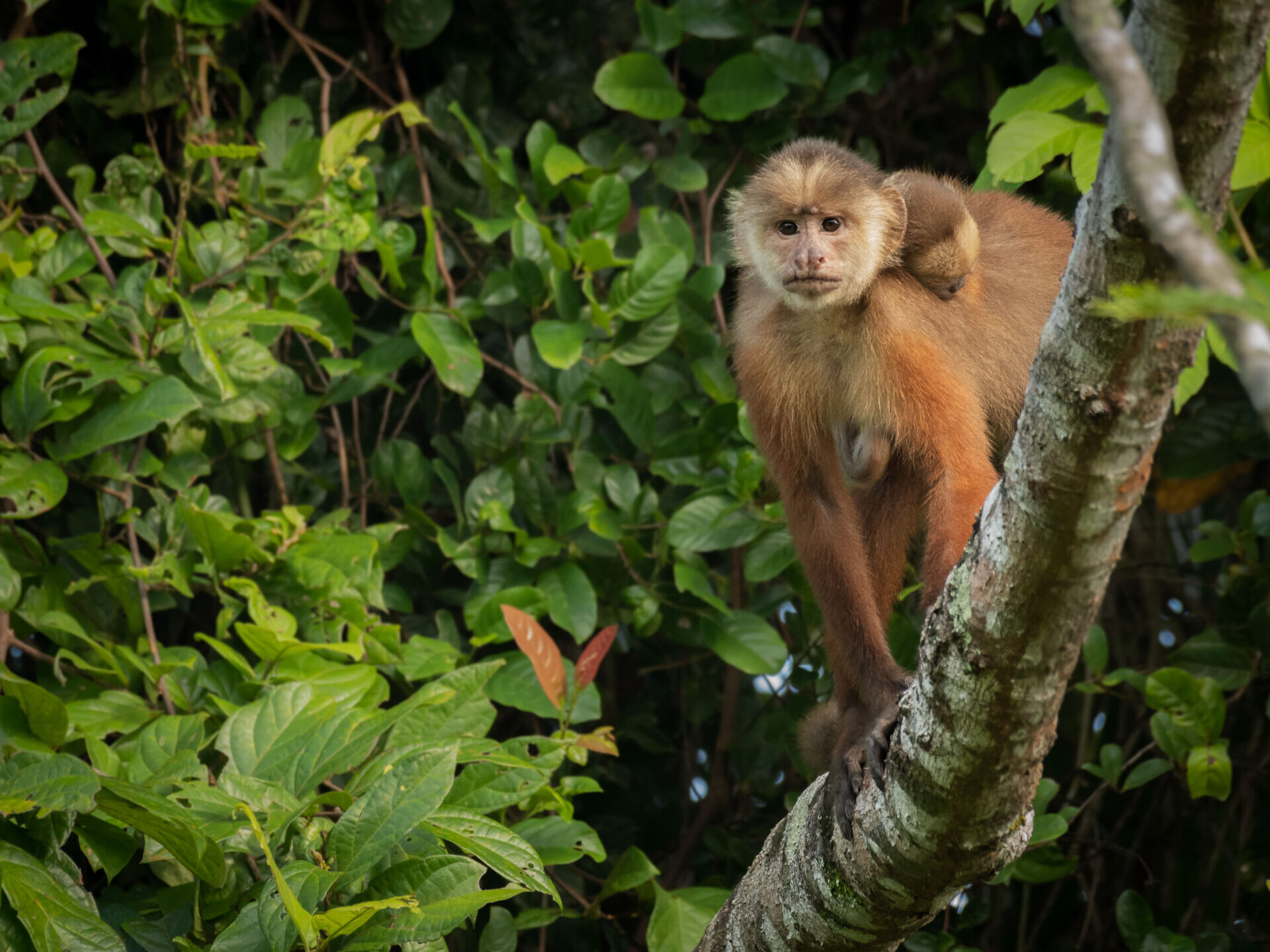 White-fronted-Capuchin-with-baby-Cebus-versicolor-albifrons
