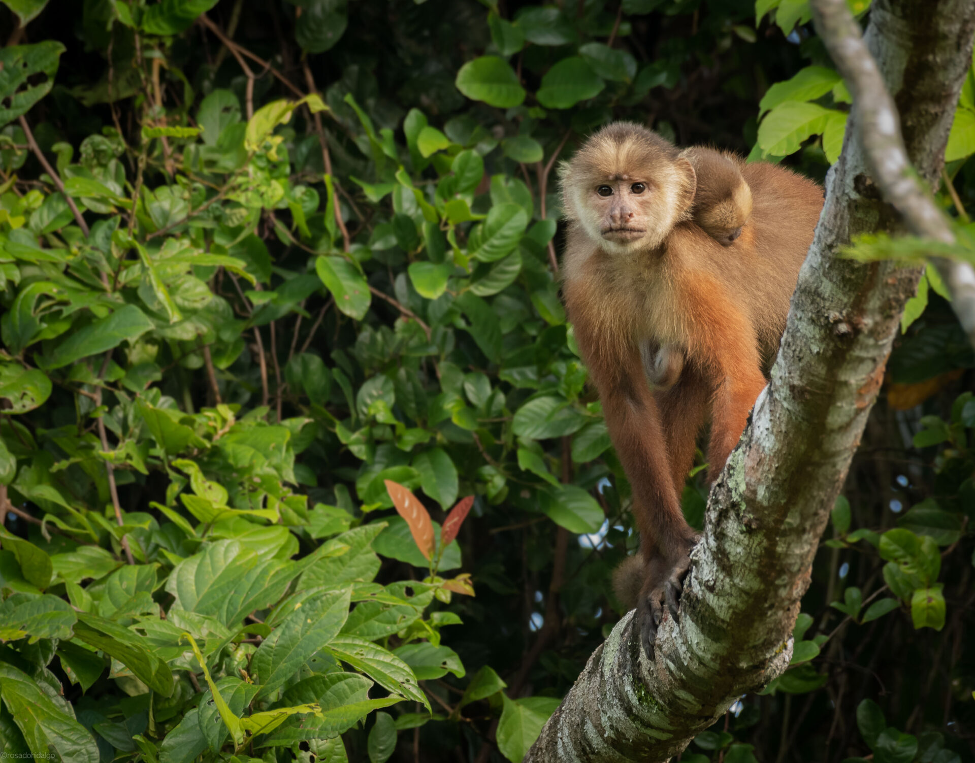 White-fronted-Capuchin-with-baby-Cebus-versicolor-albifrons