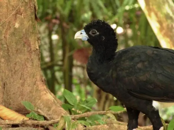 With only 150 to 750 individuals left in the wild, the Blue-billed Curassow is of critical conservation importance, not only within Colombia but globally. Credit: Susanne Cohen