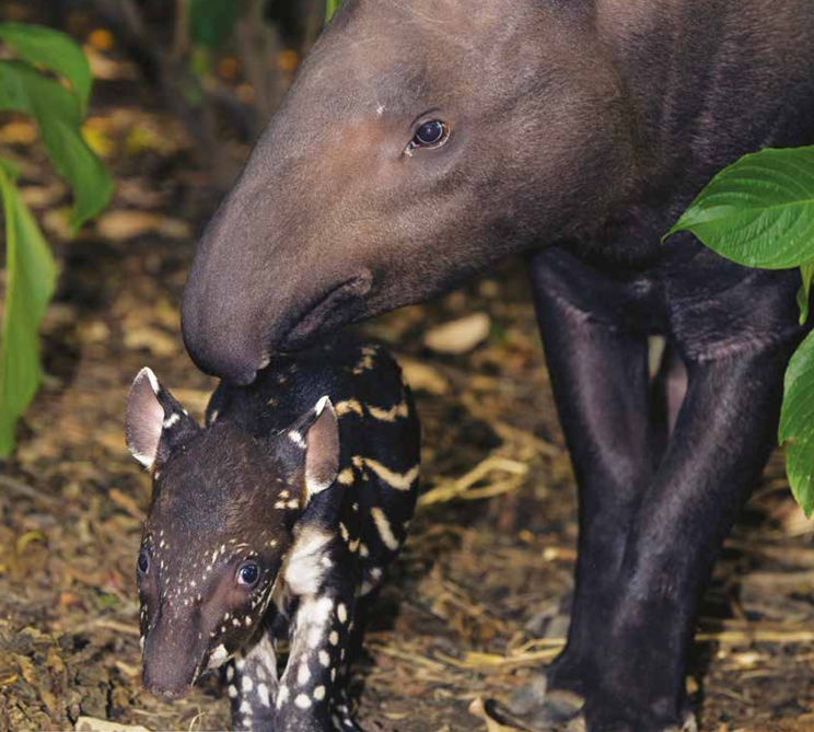 WLT News Spring 2020