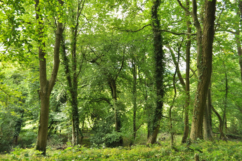 A view of woodland at Kites Hill
