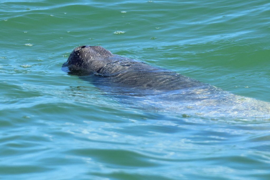 Manatees spend most of their time fully submerged and the only chance to see them is when their noses breach the water to take a breath. Credit: Wolfgang Ahlmer (CC-BY)