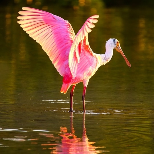 WLT News Spring 2019