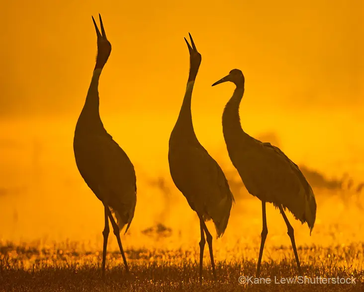 Sarus Cranes at sunrise