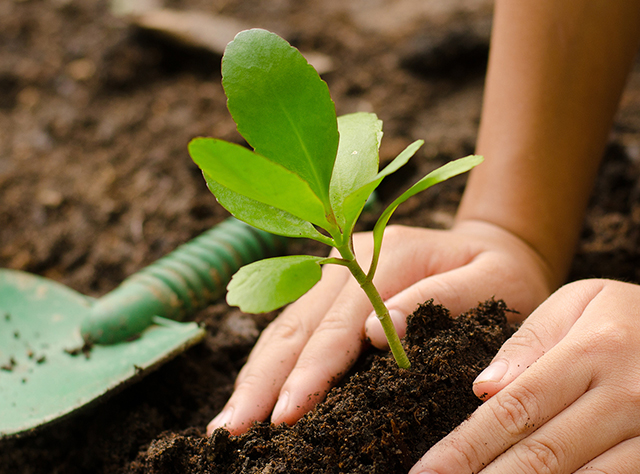 A tree seedling being planted