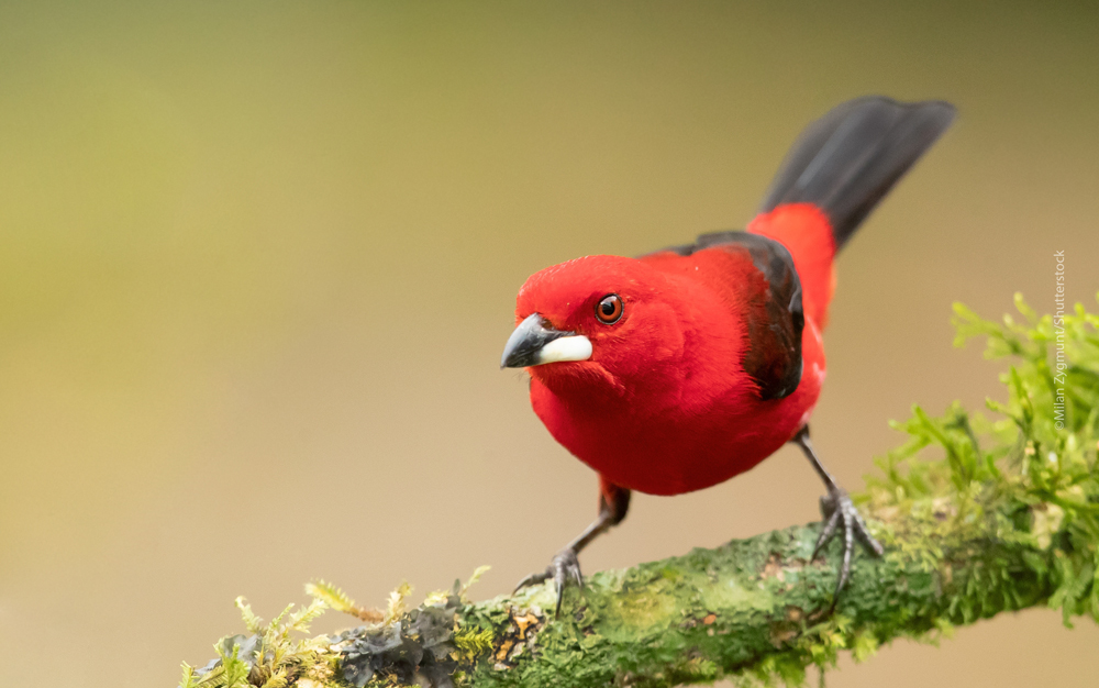 A male Brazilian Tanager on a branch