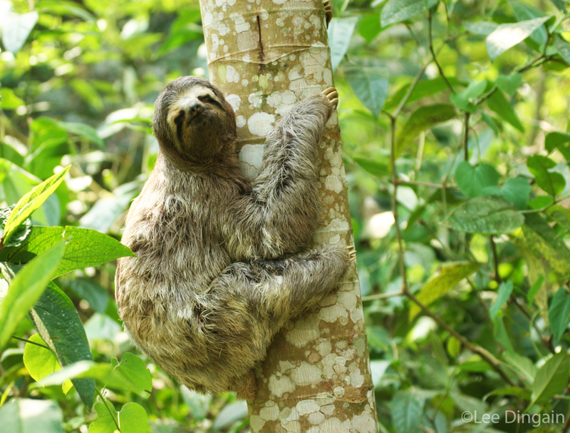Brown-throated Sloth at REGUA. ©Lee Dingain.
