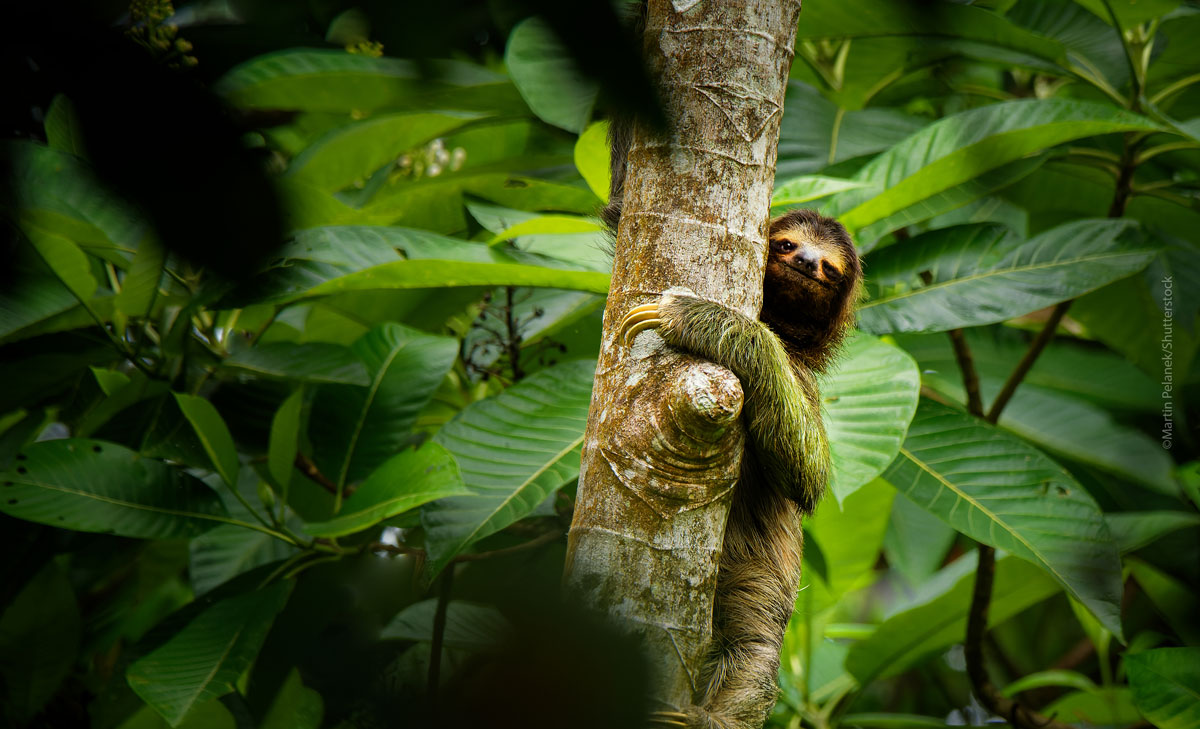 A Brown-throated Sloth clinging to the trunk of a Cecropia tree.