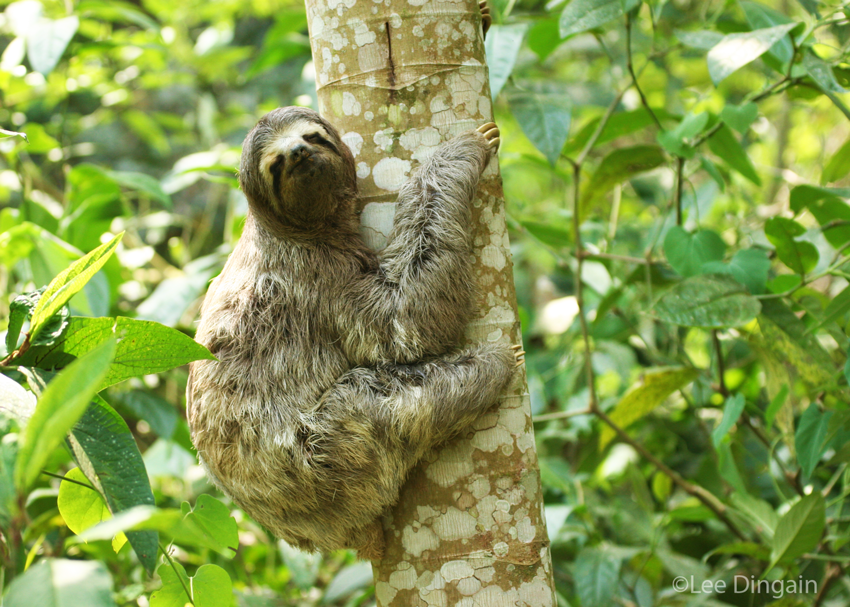 A Brown-throated Sloth clinging to a tree