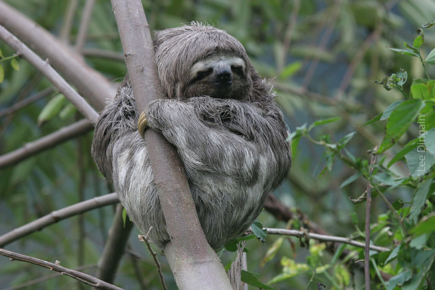 A Brown-throated Sloth at REGUA, Brazil. Credit: ©Lee Dingain.
