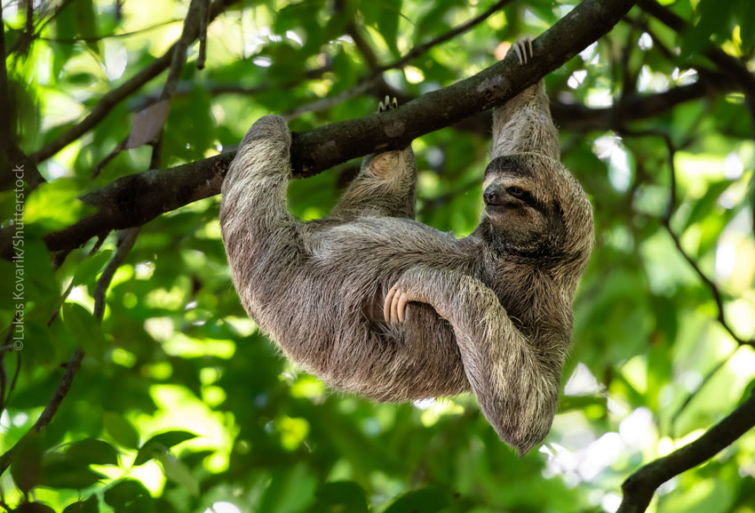 A Brown-throated Sloth hanging from a branch