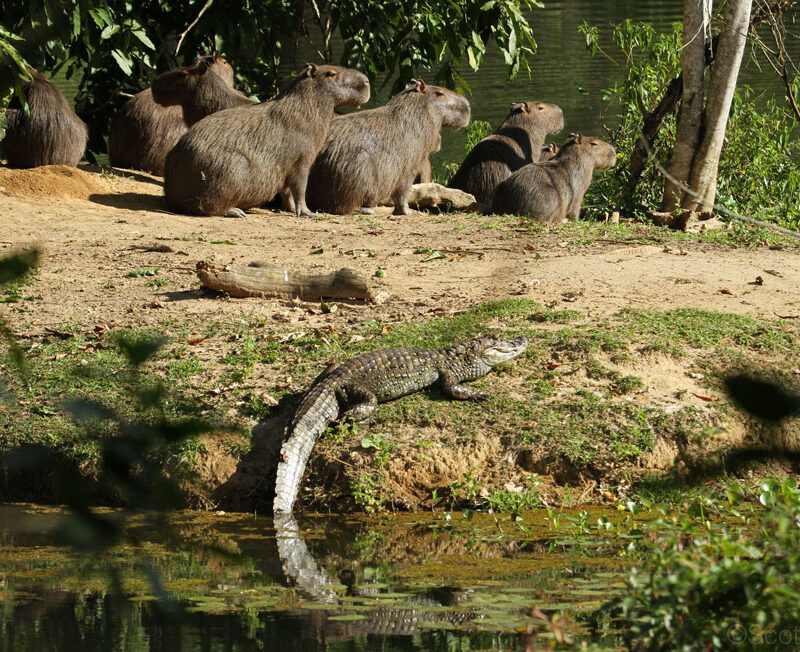 Capybara and Broad-snouted Caiman at REGUA. ©Scott Guiver.