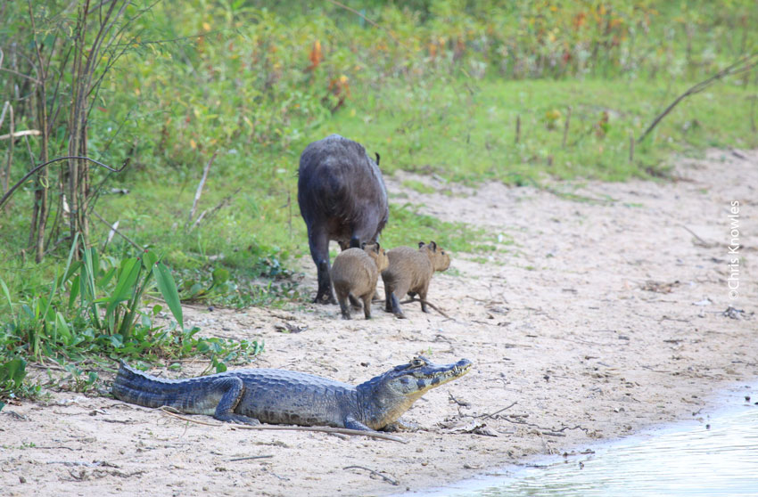 Capybara family wandering along the riverbank near a Caiman.