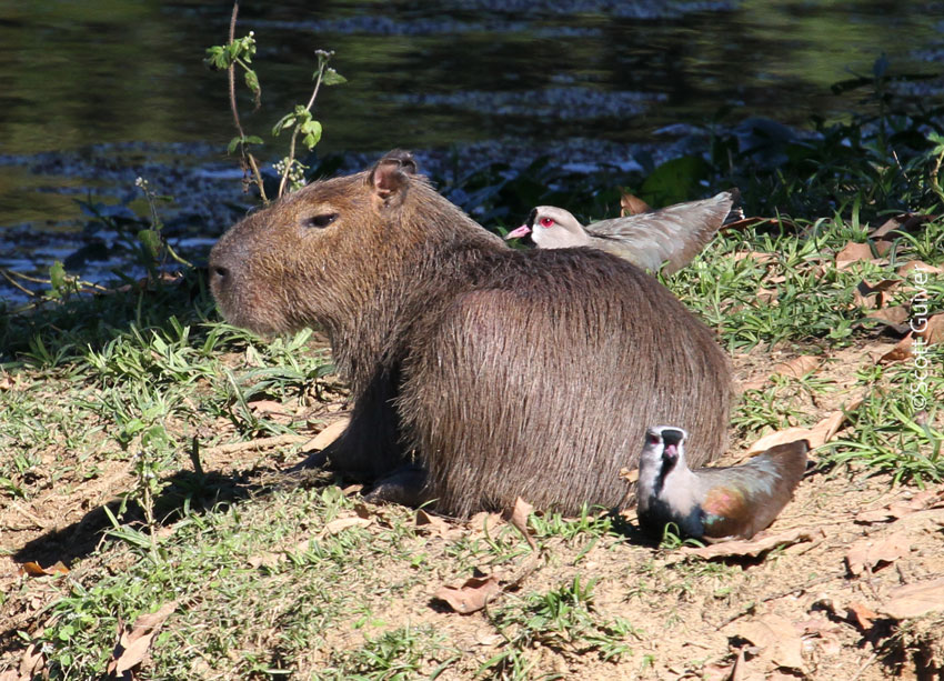 A resting Capybara with a Southern Lapwing sitting either side.