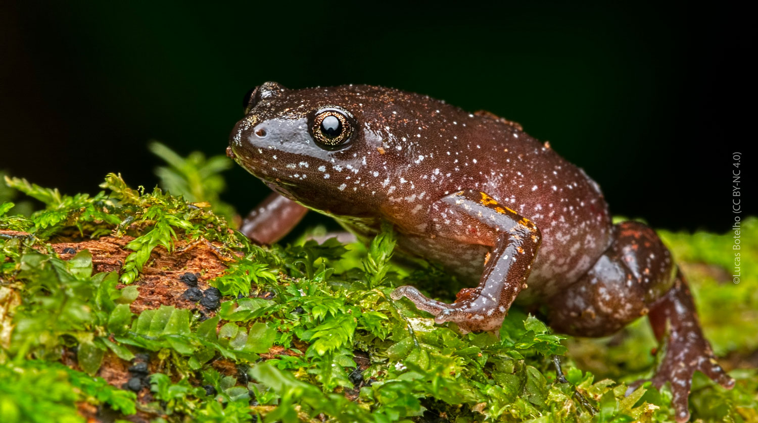 Central Humming Frog