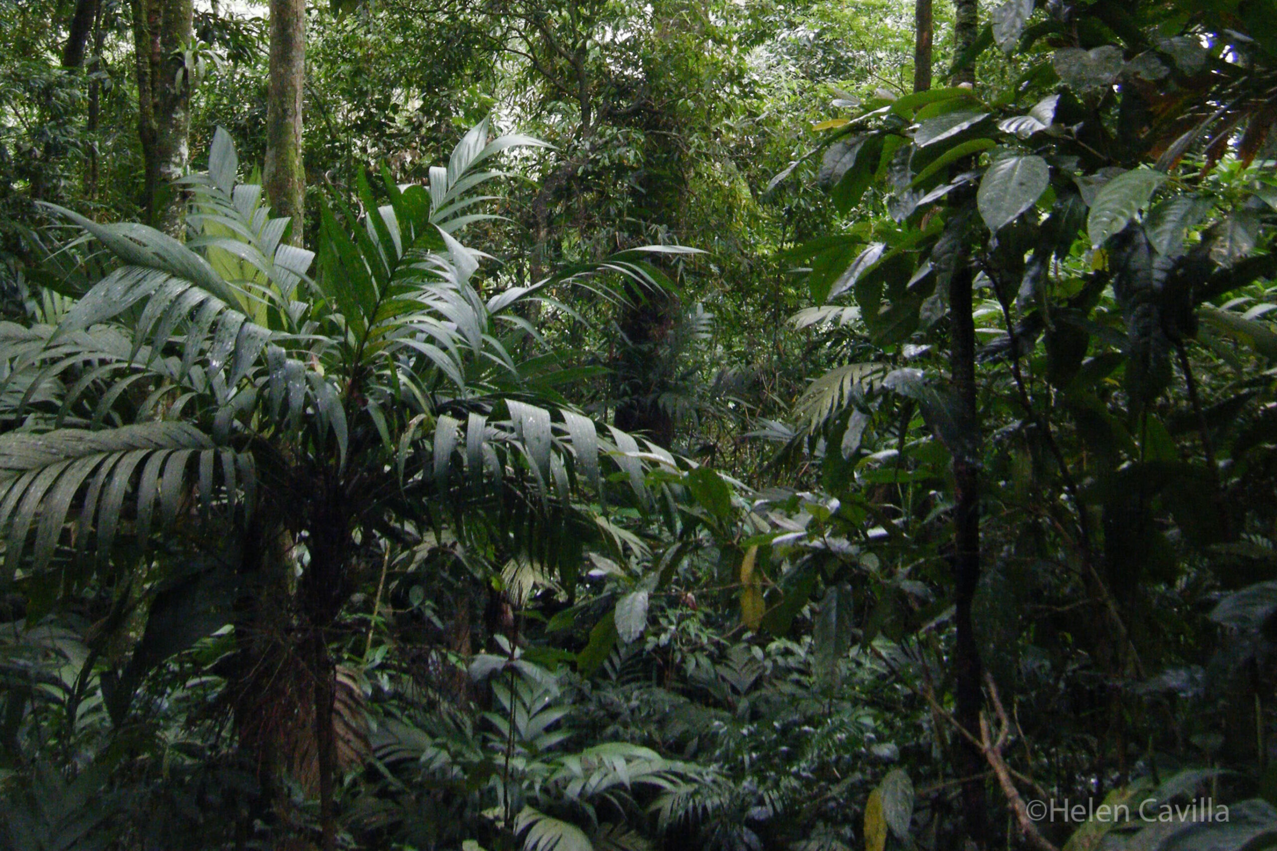 Dense understory, REGUA