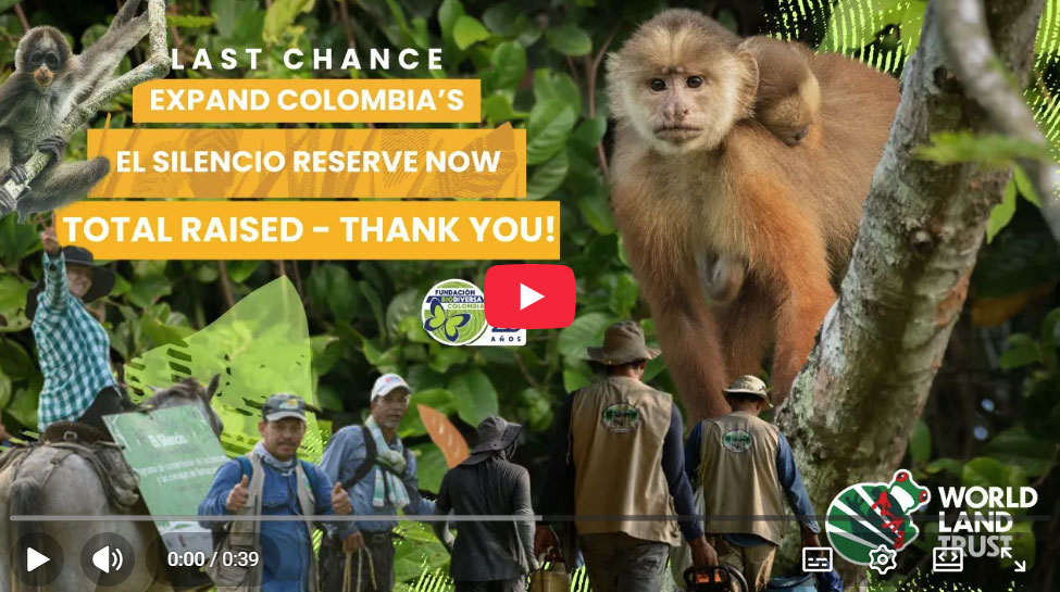 El Silencio 'Thank you' video