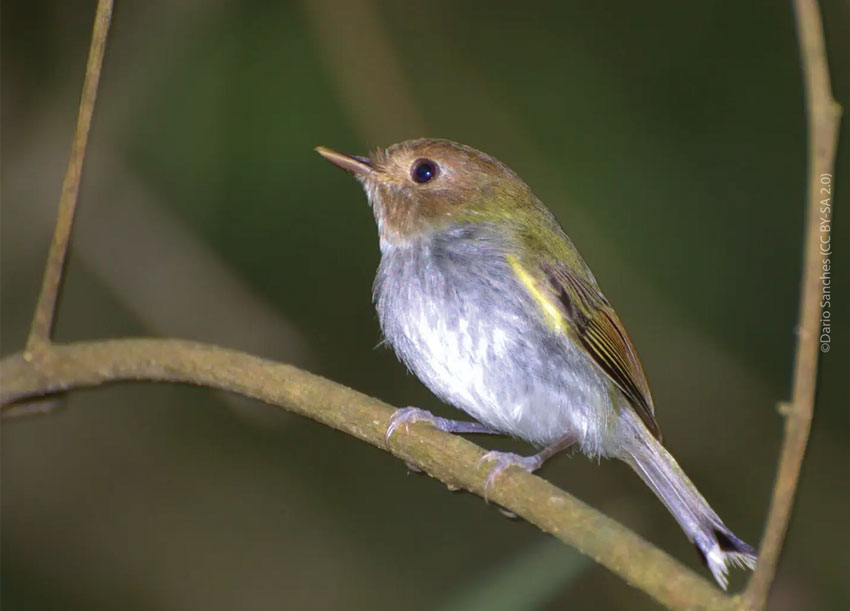 Fork-tailed Tody-tyrant perched on a branch
