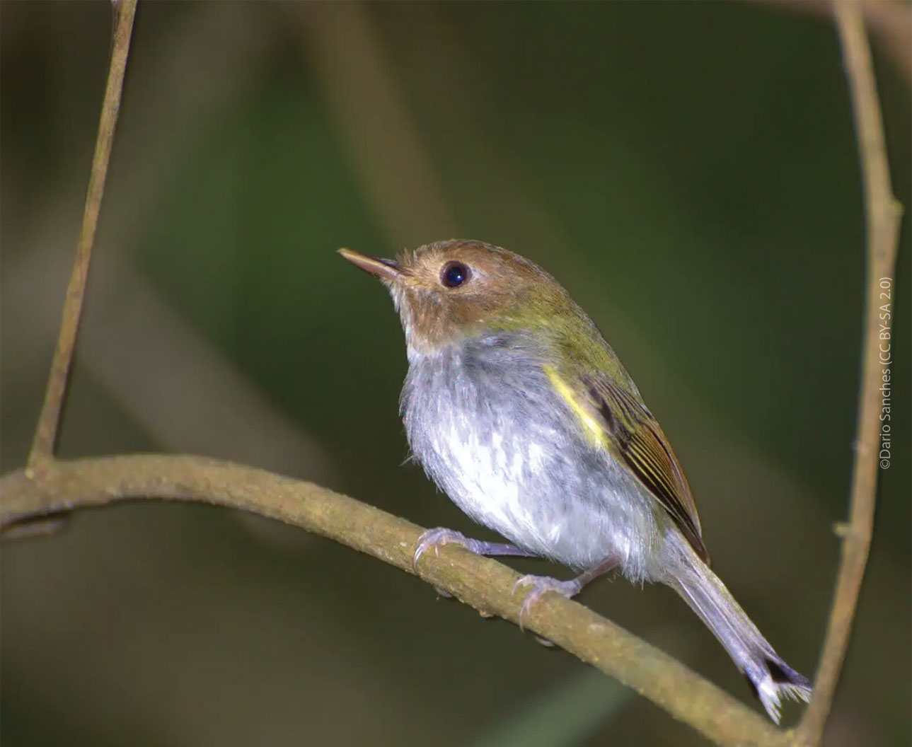 Fork-tailed Tody-tyrant perched on a branch