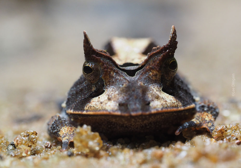 Hidden Life of REGUA