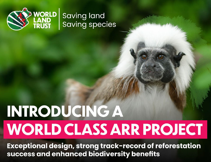 Los Tities De San Juan