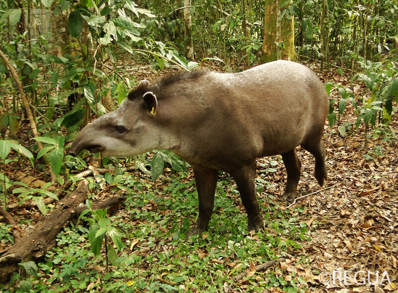An introduced Lowland Tapir at REGUA. ©REGUA.