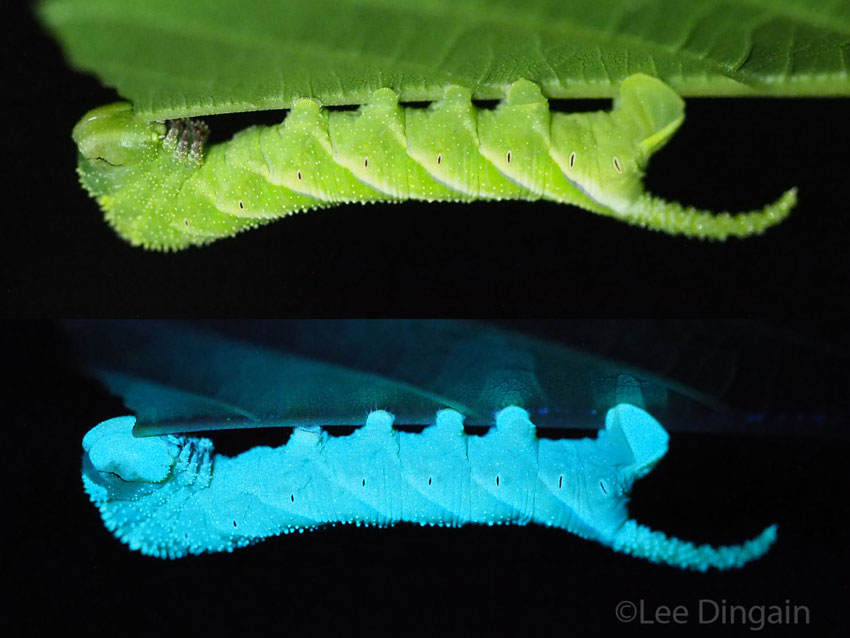 Hawkmoth caterpillar under white (top) and ultraviolet light at REGUA