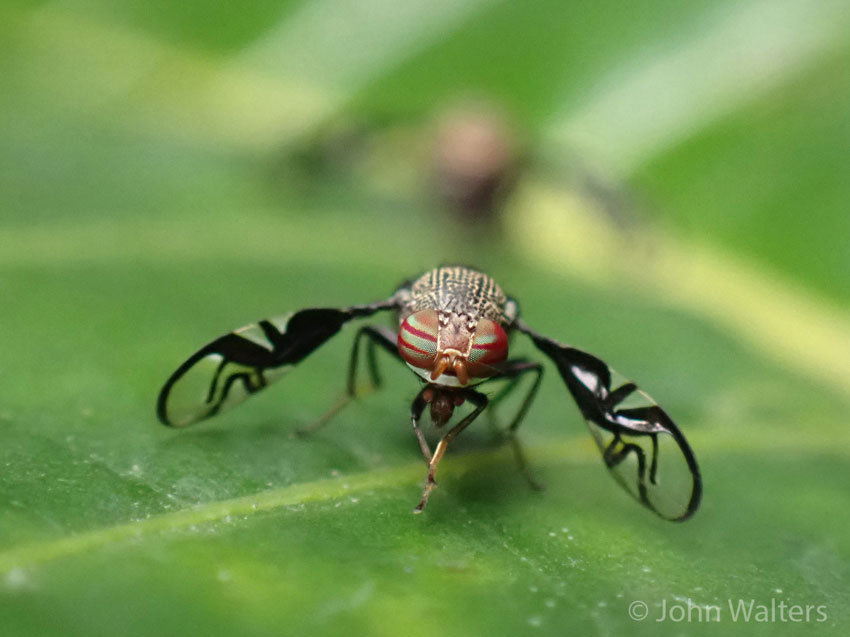 A Picture-winged fly, Megalaemyia punctulata, displaying at REGUA