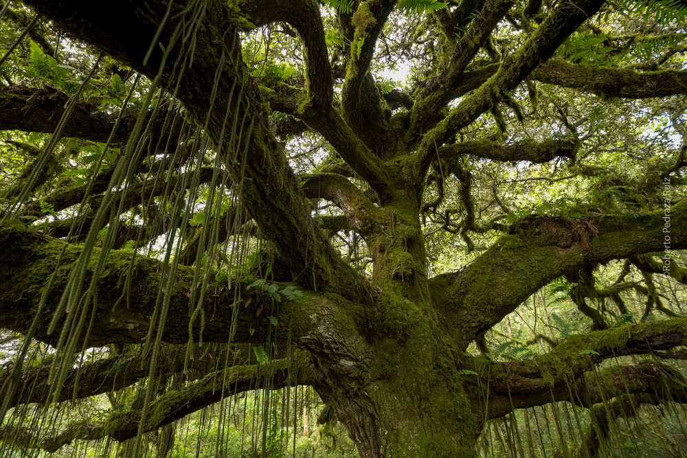 Oak tree, Mexico