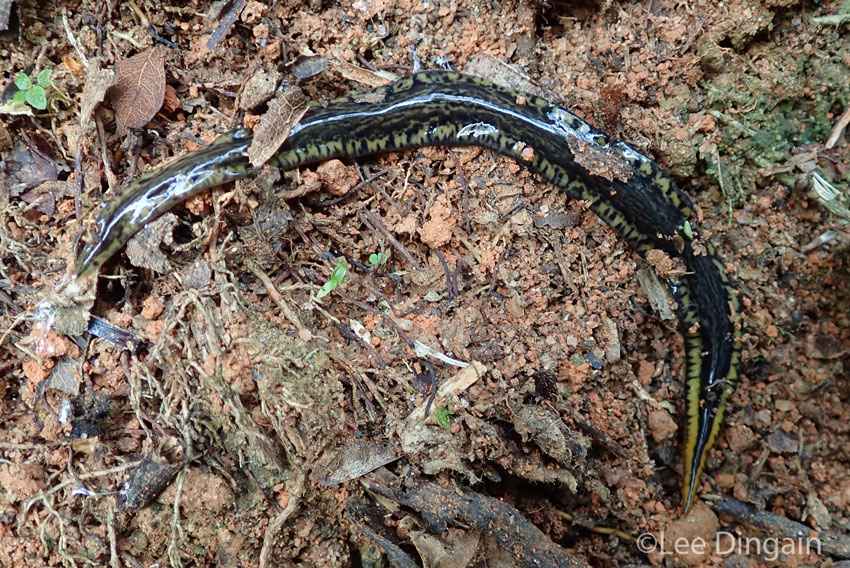 A view of the carnivorous Obama eudoximariae,