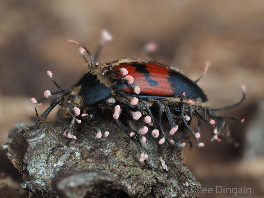 The fungus Ophiocordyceps curculionum erupting from a pleasing fungus beetle at REGUA
