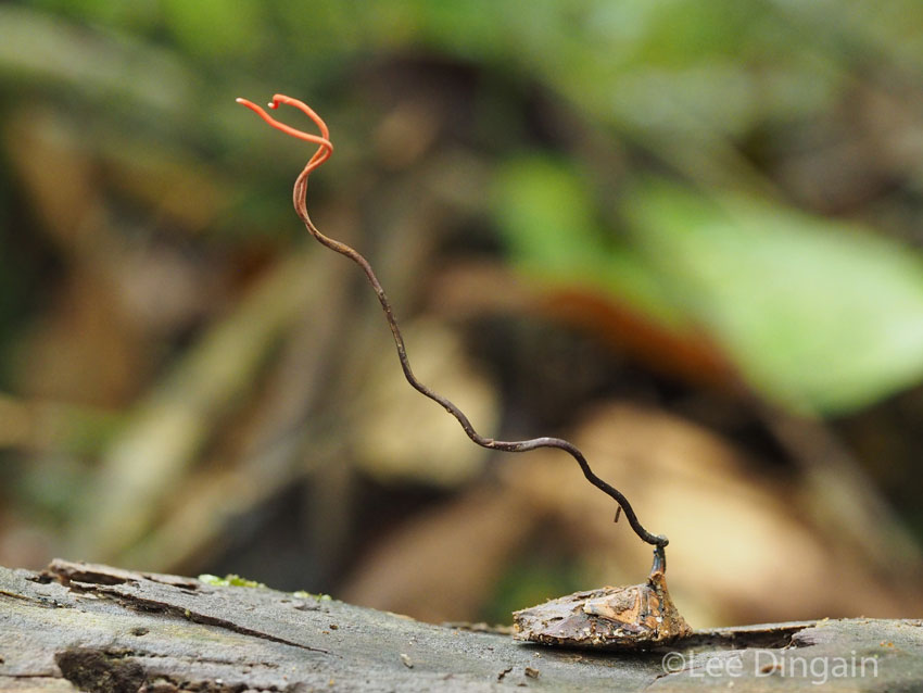 A view of the parasitic fungus Ophiocordyceps neonutans,