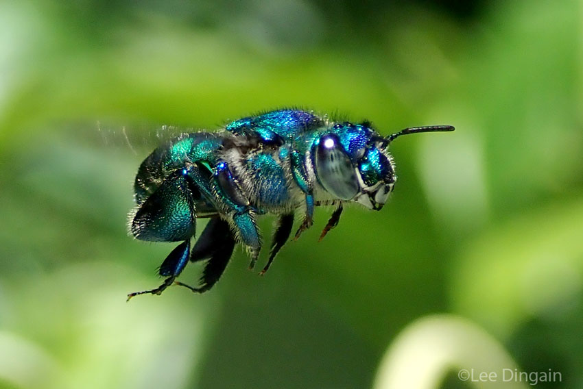 A male orchid bee of the genus Euglossa collecting scent at REGUA
