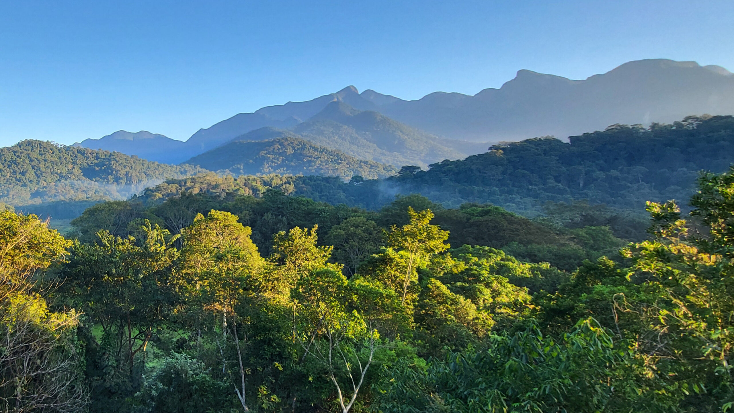 A view of Atlantic Forest, REGUA.