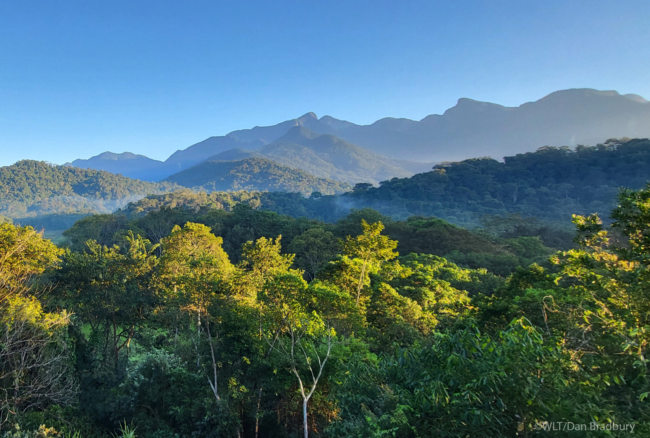 A view of Atlantic Forest, REGUA.
