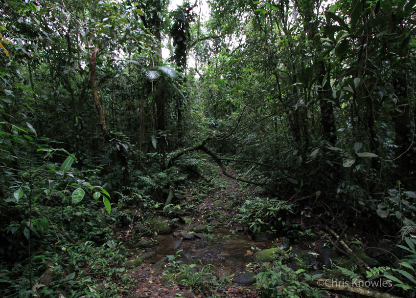 A view of understory, REGUA
