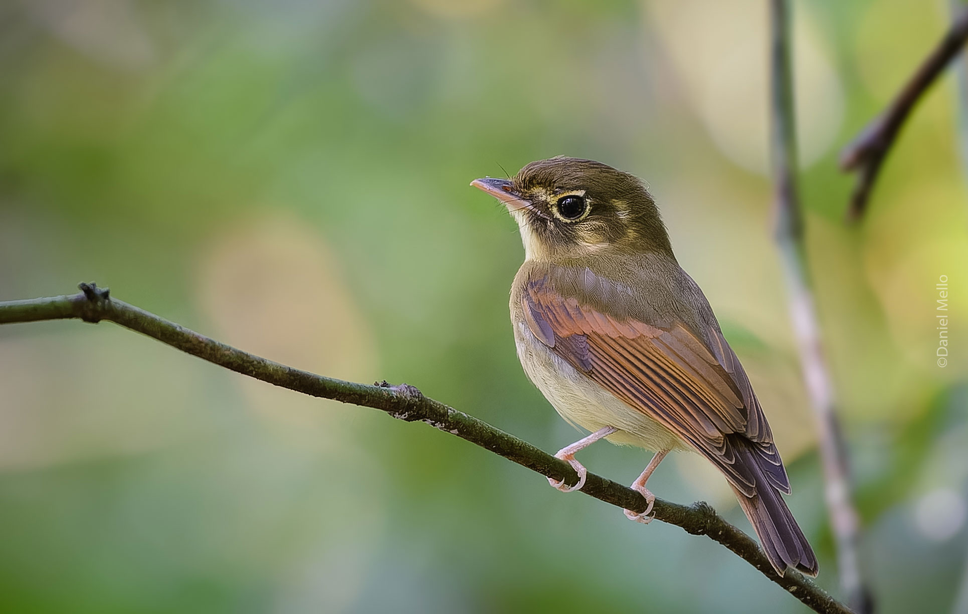 Russet-winged Spadebill perched on a branch