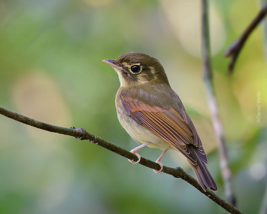 Russet-winged Spadebill perched on a branch