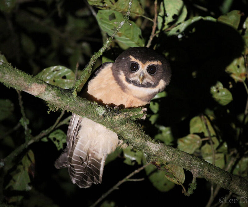 A Tawny-browed Owl at REGUA. ©Lee Dingain.
