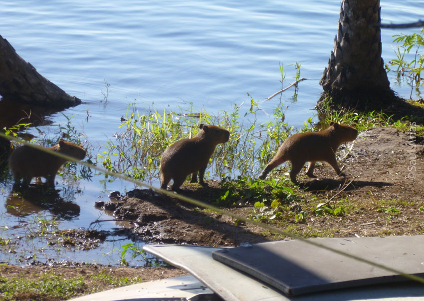 Three very young Capybara running along a shoreline.
