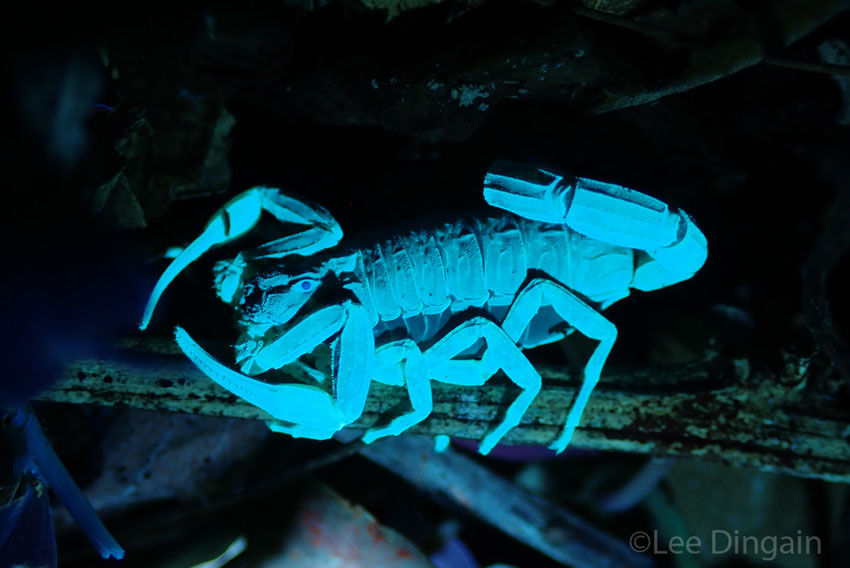 The scorpion Tityus costatus glowing under ultraviolet light at REGUA