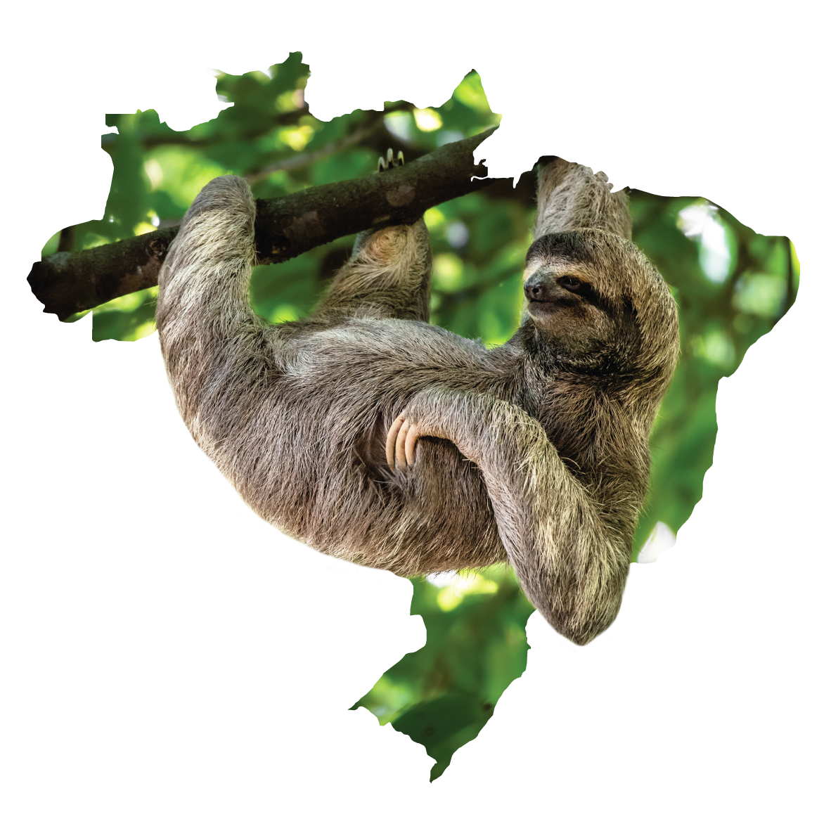 Connecting Brazil's Atlantic Forest