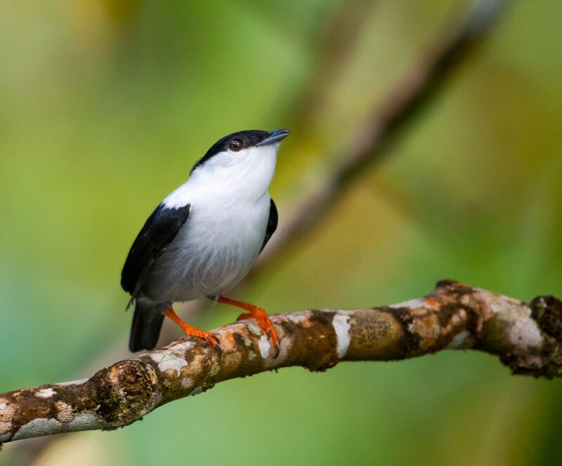 A male White-bearded Manakin. ©Shutterstock/Chelsea Sampson.