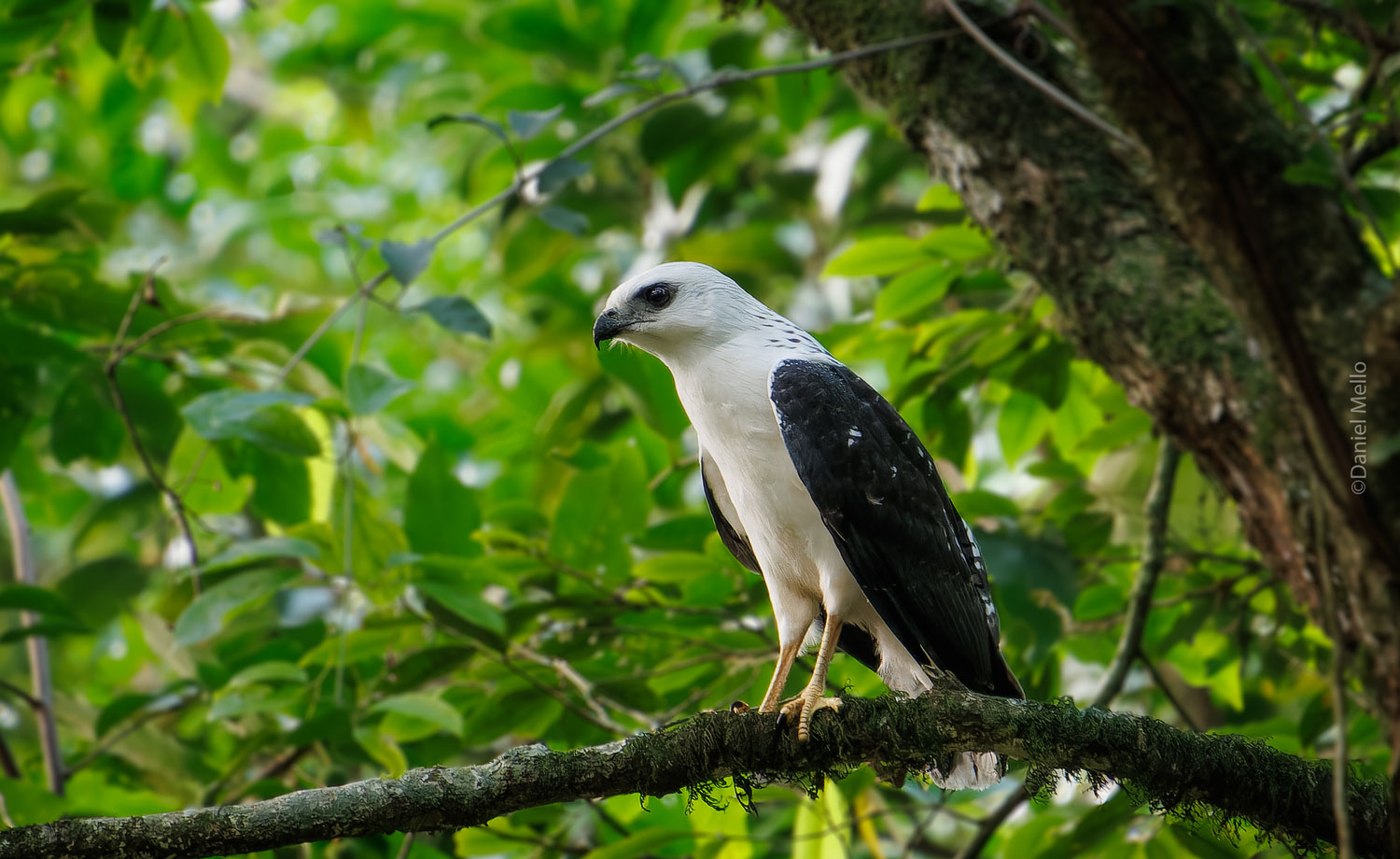 White-necked Hawk