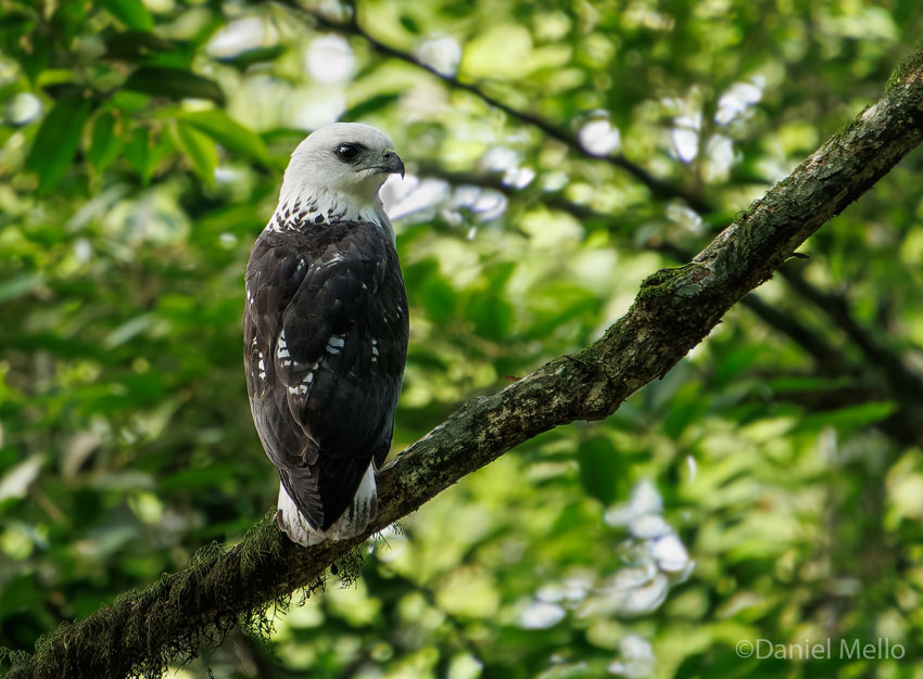 White-necked Hawk