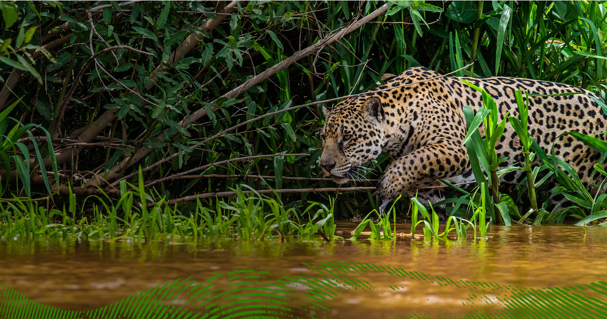 An image of Jaguar stalking beside a river