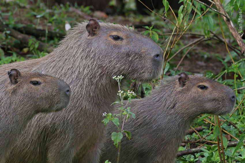 A group of Capybara sitting amongst vegetation.