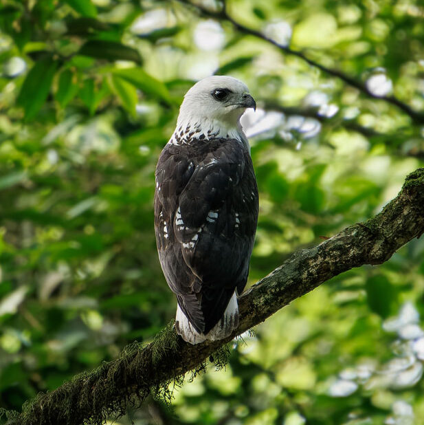 White-necked Hawk