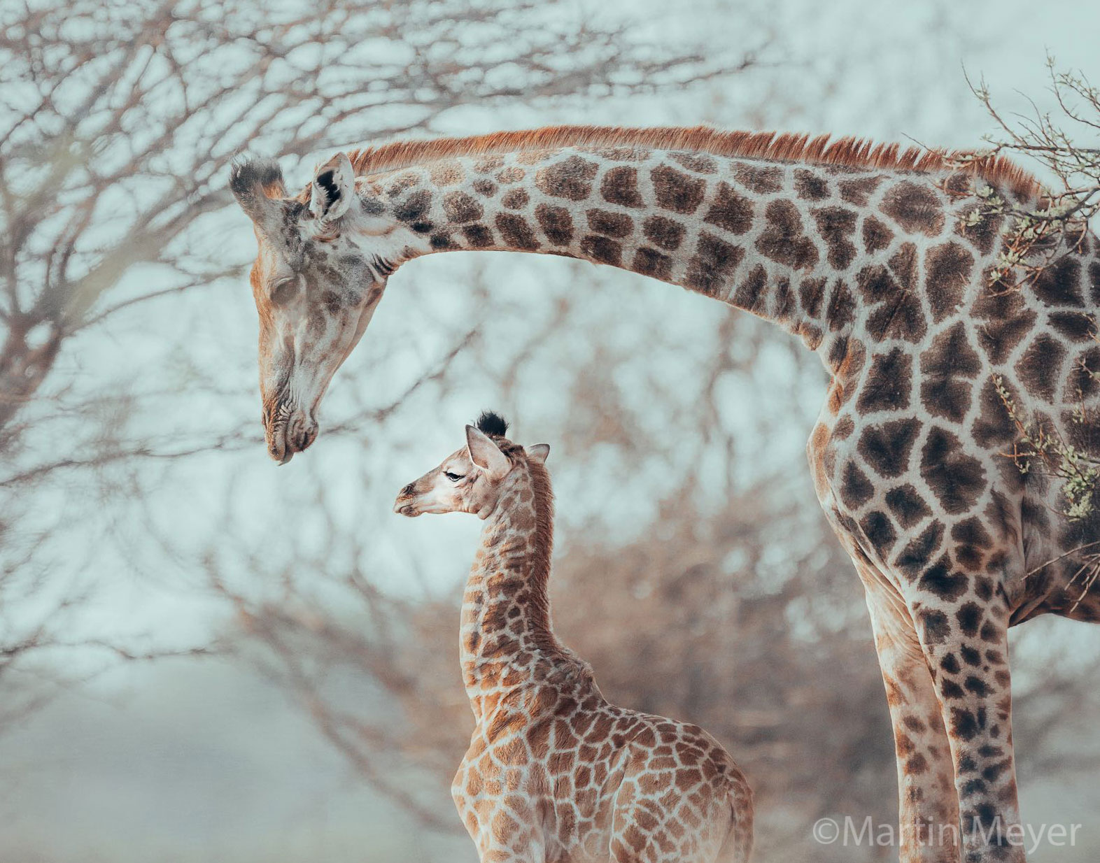 A mother giraffe leaning over a baby giraffe.